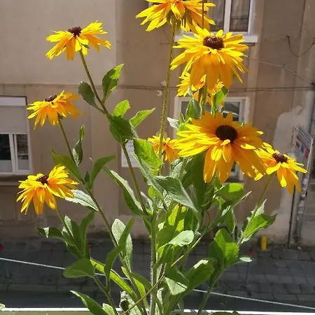 Sea Garden - First Line & Free Parking *