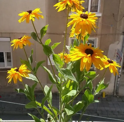 Sea Garden - First Line & Free Parking *